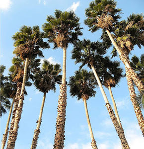 Meet your Posher, Frankie